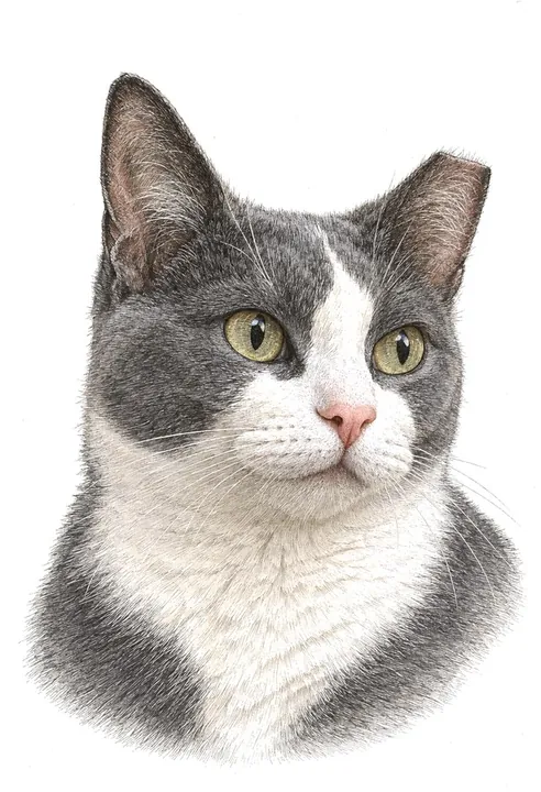 An engraved, hand-coloured portrait of Gina, a grey-and-white cat with green eyes and the tip of her left ear cut straight across.