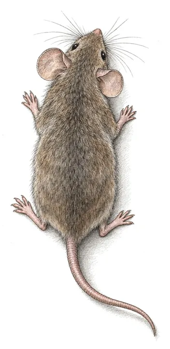 An engraved house mouse seen from above, brown-grey with pink ears and a long tail.